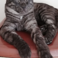 Tekir Kedi, Kedi  BÜYÜK DUMANN fotoğrafı