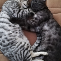 Tekir Kedi, Kedi  BÜYÜK DUMANN fotoğrafı