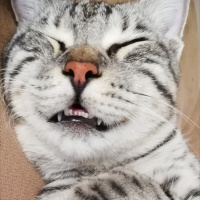 Tekir Kedi, Kedi  BÜYÜK DUMANN fotoğrafı