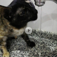 Tekir Kedi, Kedi  BÜYÜK DUMANN fotoğrafı