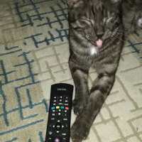 Tekir Kedi, Kedi  BÜYÜK DUMANN fotoğrafı