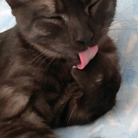 Tekir Kedi, Kedi  BÜYÜK DUMANN fotoğrafı