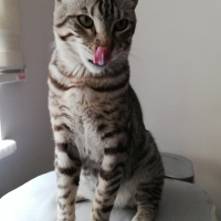 Tekir Kedi, Kedi  BÜYÜK DUMANN fotoğrafı