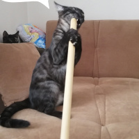 Tekir Kedi, Kedi  BÜYÜK DUMANN fotoğrafı