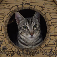 Tekir Kedi, Kedi  BÜYÜK DUMANN fotoğrafı