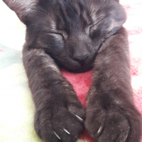 Tekir Kedi, Kedi  BÜYÜK DUMANN fotoğrafı