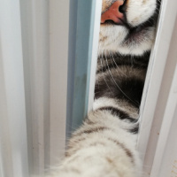 Tekir Kedi, Kedi  BÜYÜK DUMANN fotoğrafı