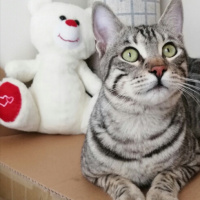 Tekir Kedi, Kedi  BÜYÜK DUMANN fotoğrafı