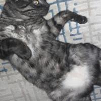 Tekir Kedi, Kedi  BÜYÜK DUMANN fotoğrafı