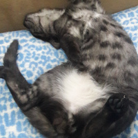 Tekir Kedi, Kedi  BÜYÜK DUMANN fotoğrafı