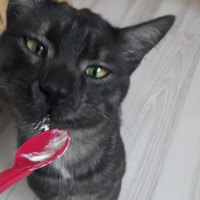 Tekir Kedi, Kedi  BÜYÜK DUMANN fotoğrafı