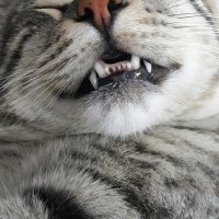Tekir Kedi, Kedi  BÜYÜK DUMANN fotoğrafı