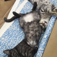 Tekir Kedi, Kedi  BÜYÜK DUMANN fotoğrafı