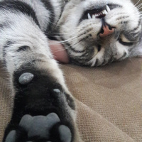 Tekir Kedi, Kedi  BÜYÜK DUMANN fotoğrafı