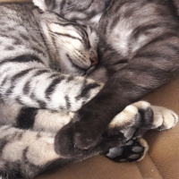 Tekir Kedi, Kedi  BÜYÜK DUMANN fotoğrafı