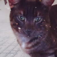 Tekir Kedi, Kedi  BÜYÜK DUMANN fotoğrafı