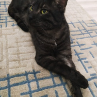 Tekir Kedi, Kedi  BÜYÜK DUMANN fotoğrafı