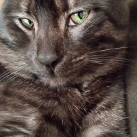 Tekir Kedi, Kedi  BÜYÜK DUMANN fotoğrafı