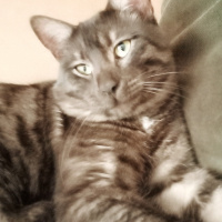 Tekir Kedi, Kedi  BÜYÜK DUMANN fotoğrafı