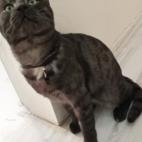 Tekir Kedi, Kedi  BÜYÜK DUMANN fotoğrafı