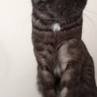 Tekir Kedi, Kedi  BÜYÜK DUMANN fotoğrafı
