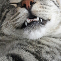 Tekir Kedi, Kedi  BÜYÜK DUMANN fotoğrafı