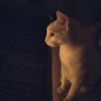 Tekir Kedi, Kedi  badem fotoğrafı