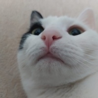 Tekir Kedi, Kedi  badem fotoğrafı