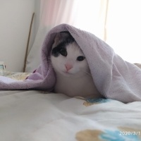 Tekir Kedi, Kedi  badem fotoğrafı