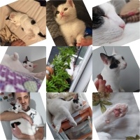 Tekir Kedi, Kedi  badem fotoğrafı