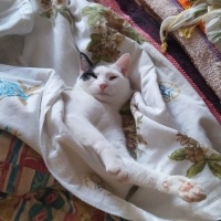 Tekir Kedi, Kedi  badem fotoğrafı