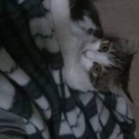 Tekir Kedi, Kedi  Kızçe fotoğrafı