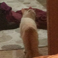 Van Kedisi, Kedi  Şeftali fotoğrafı