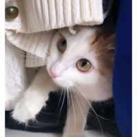 Van Kedisi, Kedi  Şeftali fotoğrafı