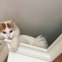 Van Kedisi, Kedi  Şeftali fotoğrafı