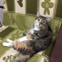 Tekir Kedi, Kedi  PITIR fotoğrafı