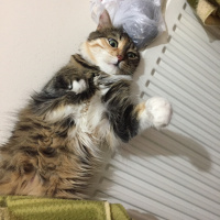 Tekir Kedi, Kedi  PITIR fotoğrafı