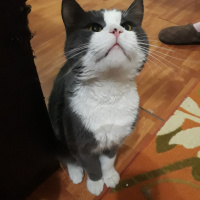 Chinchilla, Kedi  Tırmık fotoğrafı