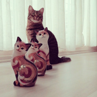 Chinchilla, Kedi  Tırmık fotoğrafı