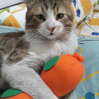 Chinchilla, Kedi  Tırmık fotoğrafı