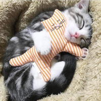 Chinchilla, Kedi  Tırmık fotoğrafı
