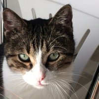 Tekir Kedi, Kedi  Efe fotoğrafı