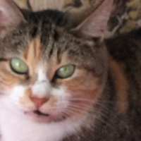 Tekir Kedi, Kedi  Ela fotoğrafı