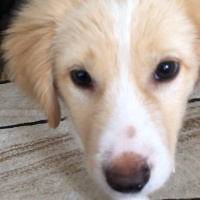 Golden Retriever, Köpek  Tarçın fotoğrafı