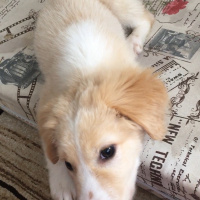Golden Retriever, Köpek  Tarçın fotoğrafı