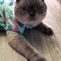 Scottish Fold, Kedi  Kül fotoğrafı
