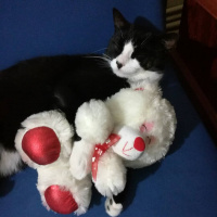 Tuxedo (Smokin) Kedi, Kedi  Teo fotoğrafı