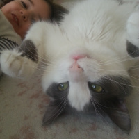 Soke, Kedi  ♥Peluş♥ fotoğrafı
