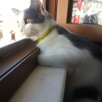 Soke, Kedi  ♥Peluş♥ fotoğrafı