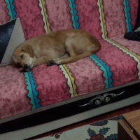 Golden Retriever, Köpek  PAŞA fotoğrafı